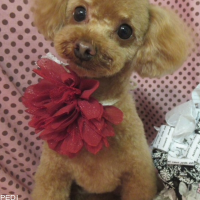 こむぎちゃん