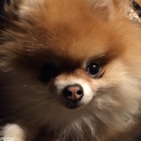 ふくくん