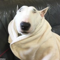 すばるくん