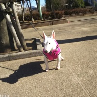 きなこちゃん