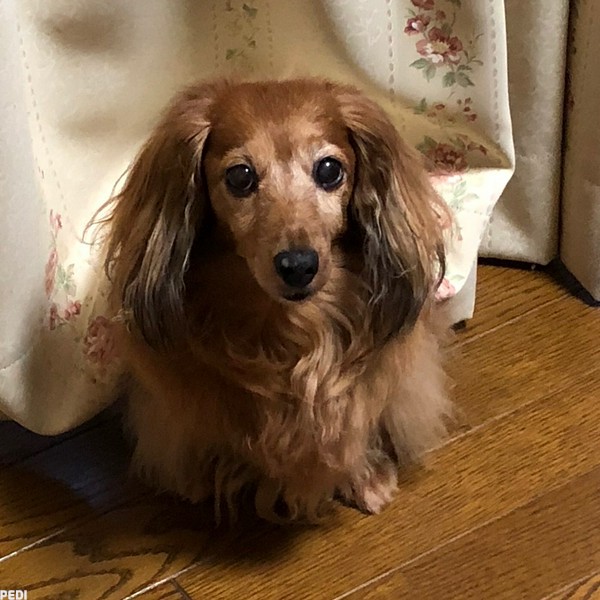 モモちゃん