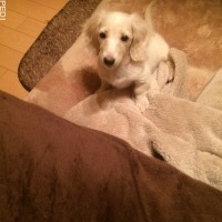 ミルクティちゃん