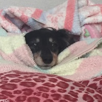 マロンちゃん