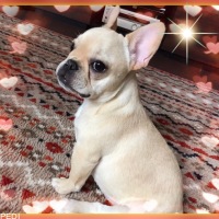 マウイちゃん