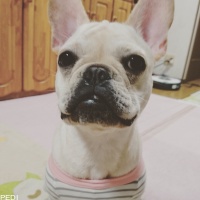 いくらちゃん