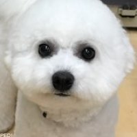 あしもくん