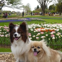 てふてふちゃん