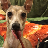 メディアちゃん