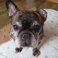 アンジーちゃん