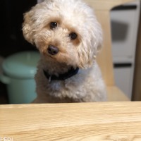 メリーちゃん