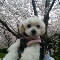 のどかちゃん