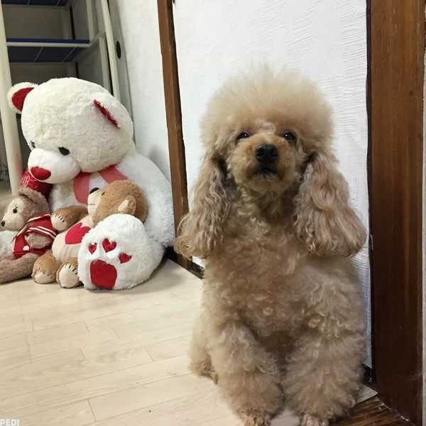 アンジュちゃん
