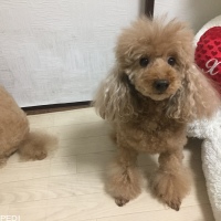 ショコラちゃん