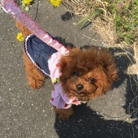 みるくちゃん