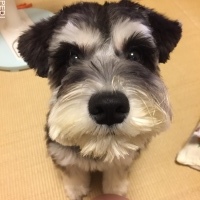 サクラちゃん