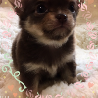 とらのすけくん