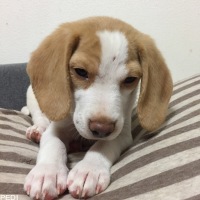 むくくん