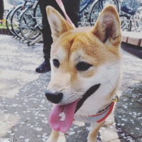 こまちゃん