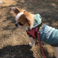 チョコビちゃん