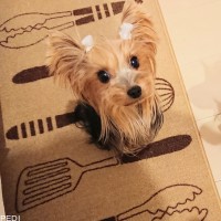 あんずちゃん
