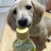 ナッツちゃん