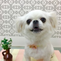 ハムちゃん