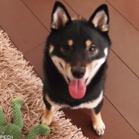 ネロちゃん