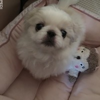 りのちゃん