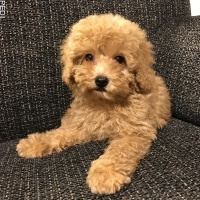 サラちゃん