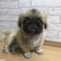 ピグモくん