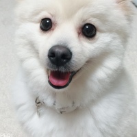 しらたまくん