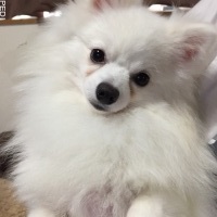 つみれくん