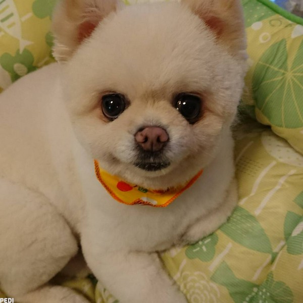 ここちゃん