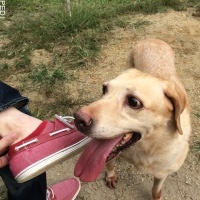ラブちゃん