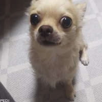 ぱんくん
