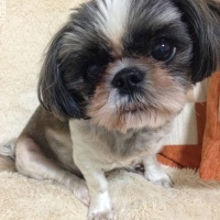 らいあんちゃん