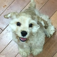チャールズちゃん