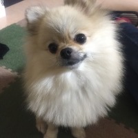 チョコちゃん