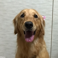 ももちゃん