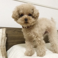 ショコラちゃん