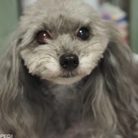 CoCoちゃん