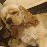 ろくくん