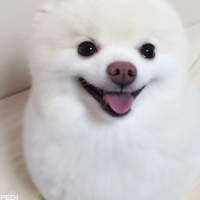 真珠くん