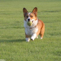 バックスくん