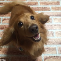 ルディくん