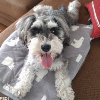 シェリーちゃん