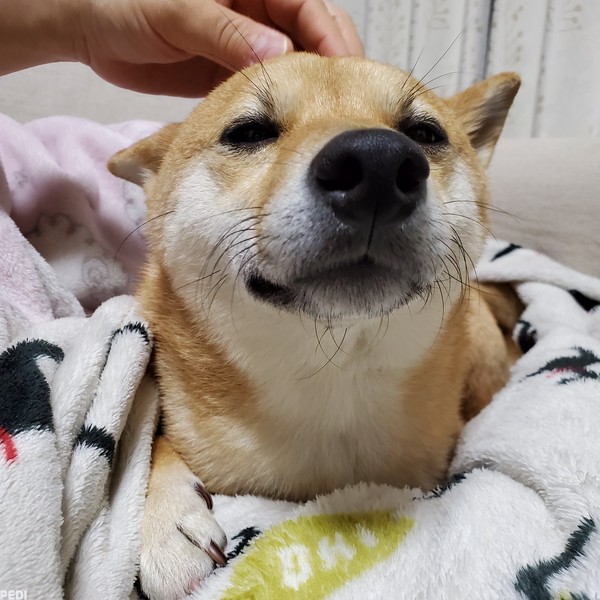 しずるくん