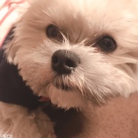 ぺろくん
