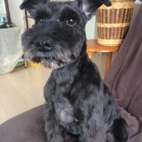 スティッチくん