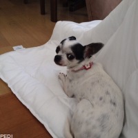 さつきちゃん
